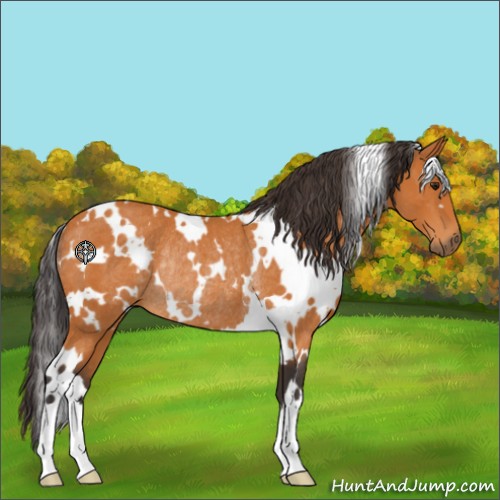 Horse Color:White Spotted Buckskin Rabicano