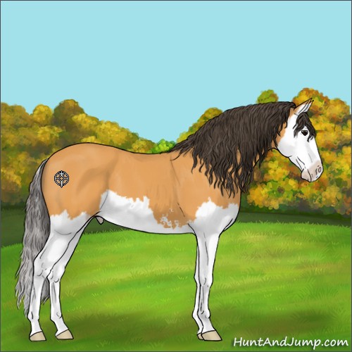 Horse Color:Buckskin Sabino Splash 