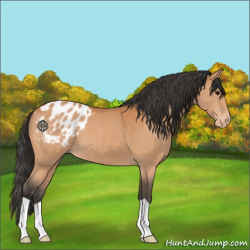 Horse Color:Bay Appaloosa 