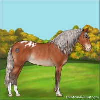 Horse Color:Silver Bay Varnish Rabicano 