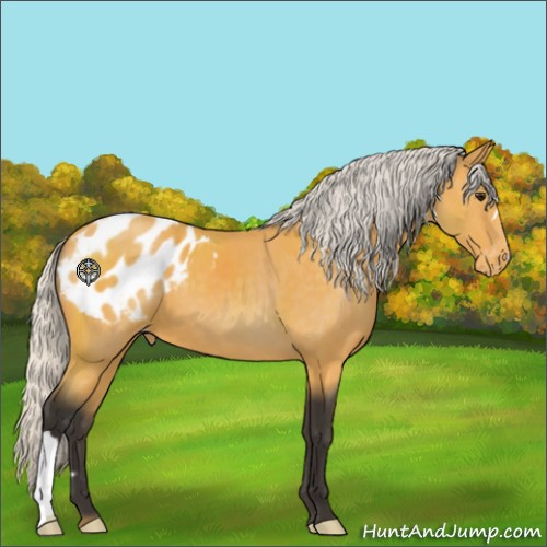 Horse Color:Silver Buckskin Appaloosa 