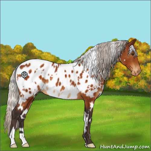 Horse Color:White Spotted Silver Buckskin Appaloosa 