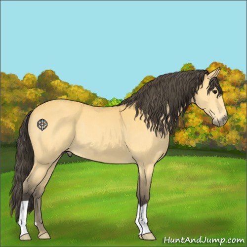 Horse Color:Buckskin 