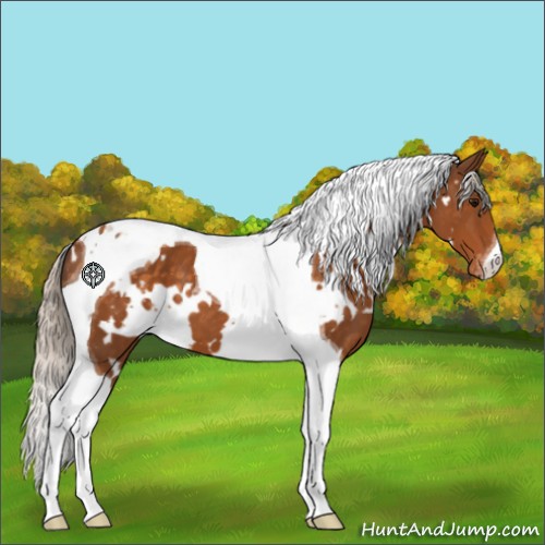 Horse Color:White Spotted Silver Buckskin Tobiano Appaloosa 