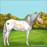 Horse Color:White Spotted Silver Buckskin Dun Tobiano 
