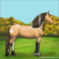 Horse Color:White Spotted Buckskin Appaloosa 