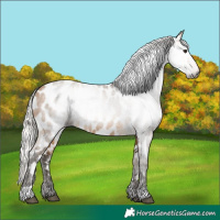 Horse Color:Gray Silver Buckskin Appaloosa