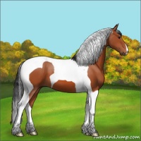 Horse Color:Brown Tobiano 