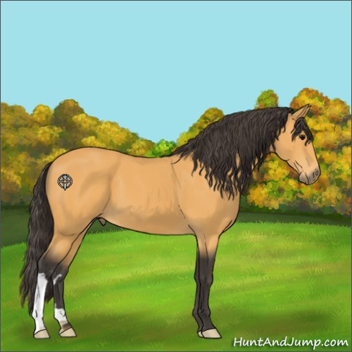 Horse Color:Buckskin 