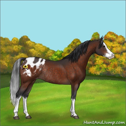 Horse Color:Brown Sabino Splash Blanket Rabicano