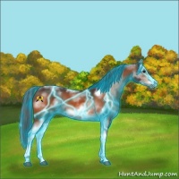 Horse Color:Thunderstruck White Spotted Bay Tobiano Frame Rabicano 