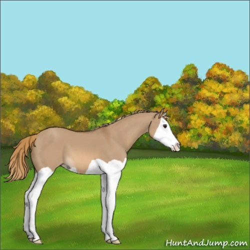 Horse Color:Red Dun Splash 