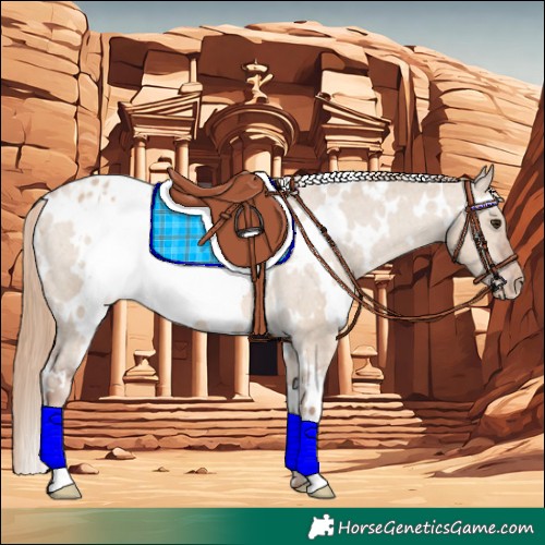 Horse Color:White Spotted Red Dun Appaloosa 