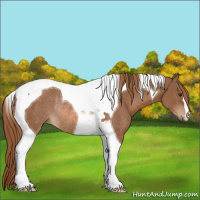Horse Color:Chestnut Tobiano Rabicano 