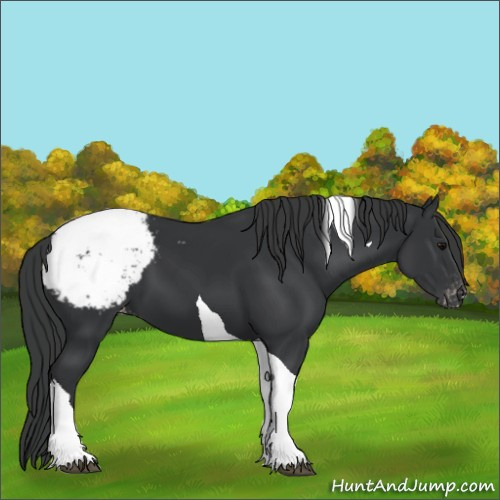 Horse Color:Black Tobiano Appaloosa 