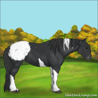 Horse Color:Black Tobiano Appaloosa 
