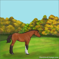 Horse Color:Buckskin Tobiano