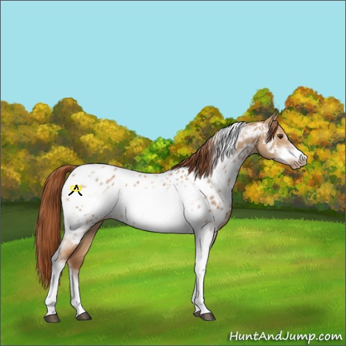 Horse Color:Red Dun Tobiano Frame Near Leopard 