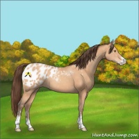 Horse Color:Amber Champagne Sabino Blanket 