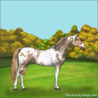 Horse Color:Red Dun Tobiano Near Leopard 