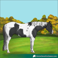 Horse Color:Black Tobiano 