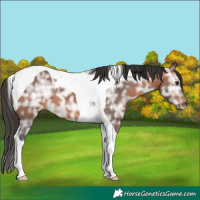 Horse Color:Bay Ice Tobiano 