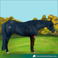 Horse Color:ERROR: UNKNOWN ANOMALY