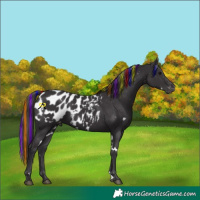 Horse Color:Painted White Spotted Smoky Black Appaloosa 