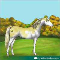 Horse Color:Chocolate Palomino Dun Splash Rabicano 