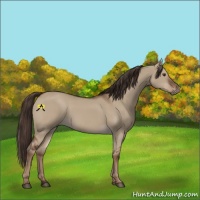 Horse Color:Void Liver Red Dun Rabicano 