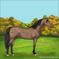 Horse Color:Void Brown Dun Rabicano 