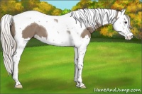 Horse Color:Silver Grullo Splash Tobiano 