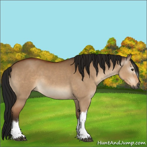 Horse Color:Gray Bay Dun 