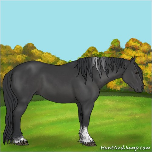Horse Color:Black Tobiano 