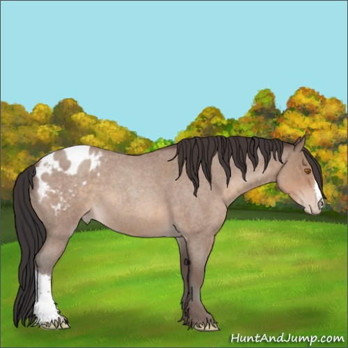 Horse Color:Sable Champagne Roan Appaloosa 
