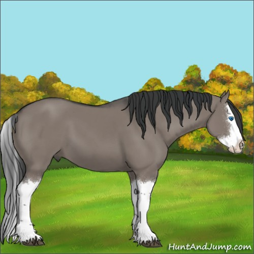 Horse Color:Grullo Splash