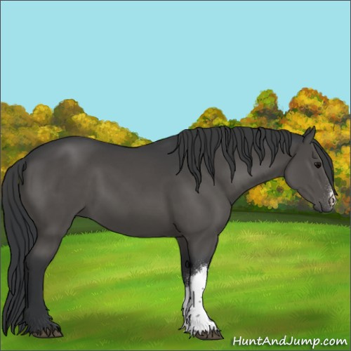 Horse Color:Black 