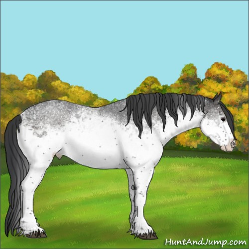 Horse Color:White Spotted Black