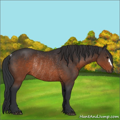 Horse Color:Brown Rabicano 