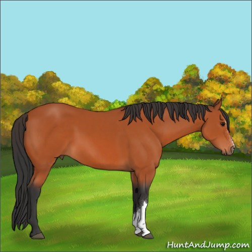 Horse Color:Bay 