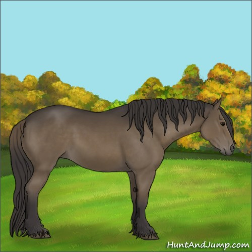 Horse Color:Smoky Black 