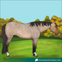 Horse Color:Bay Roan Dun 