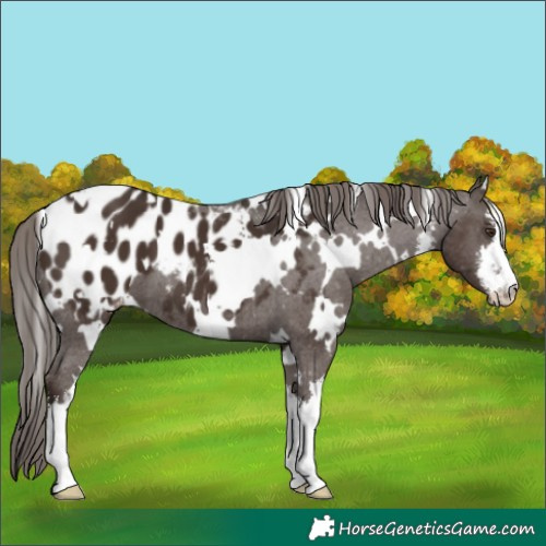 Horse Color:White Spotted Liver Chestnut Appaloosa 