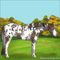 Horse Color:White Spotted Liver Chestnut Appaloosa 
