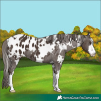 Horse Color:White Spotted Liver Chestnut Appaloosa 