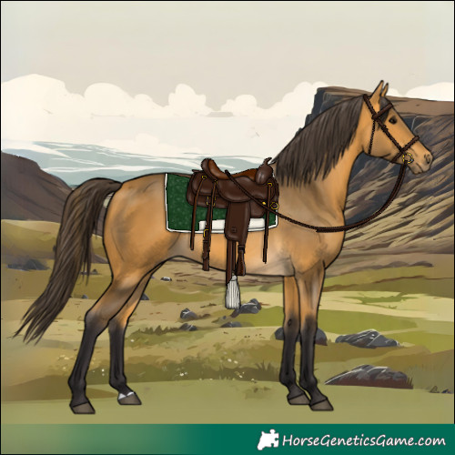 Horse Color:Buckskin 