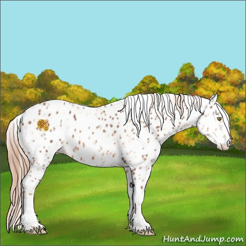 Horse Color:Gold Champagne Appaloosa  and Chestnut Appaloosa 