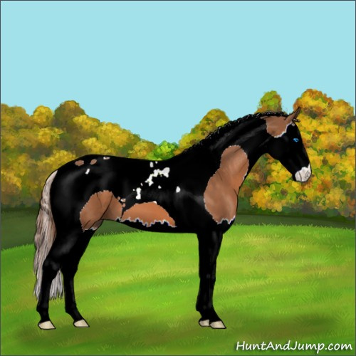 Horse Color:Chestnut Splash Tobiano 