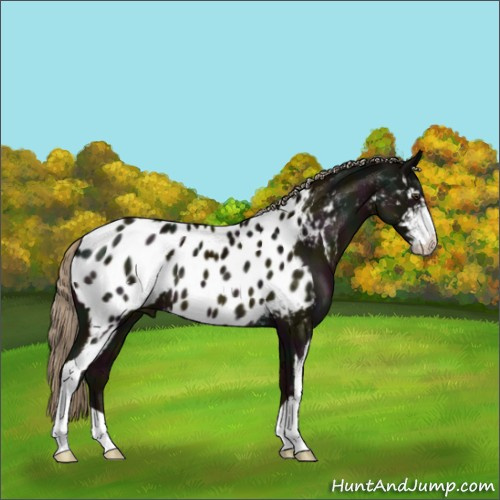 Horse Color:Midnight Chocolate Palomino Sabino Appaloosa 