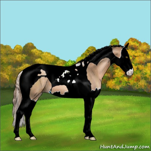 Horse Color:Liver Chestnut Pearl Splash Tobiano 